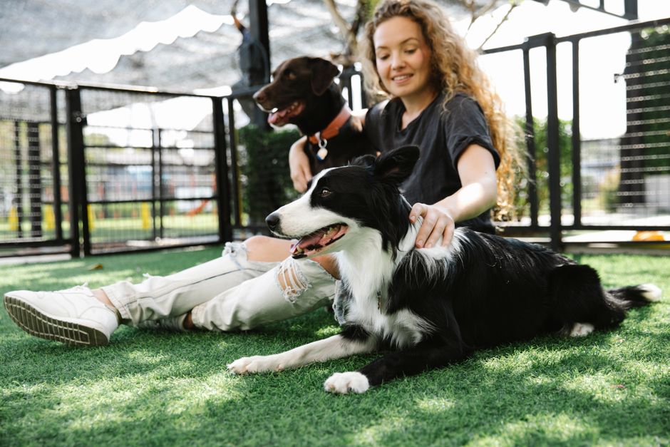 Should a First-Time Dog Owner Get a Puppy or an Adult Dog?