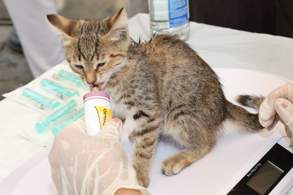 What Should I Do If My Pet Needs Emergency Care and I Cannot Pay?