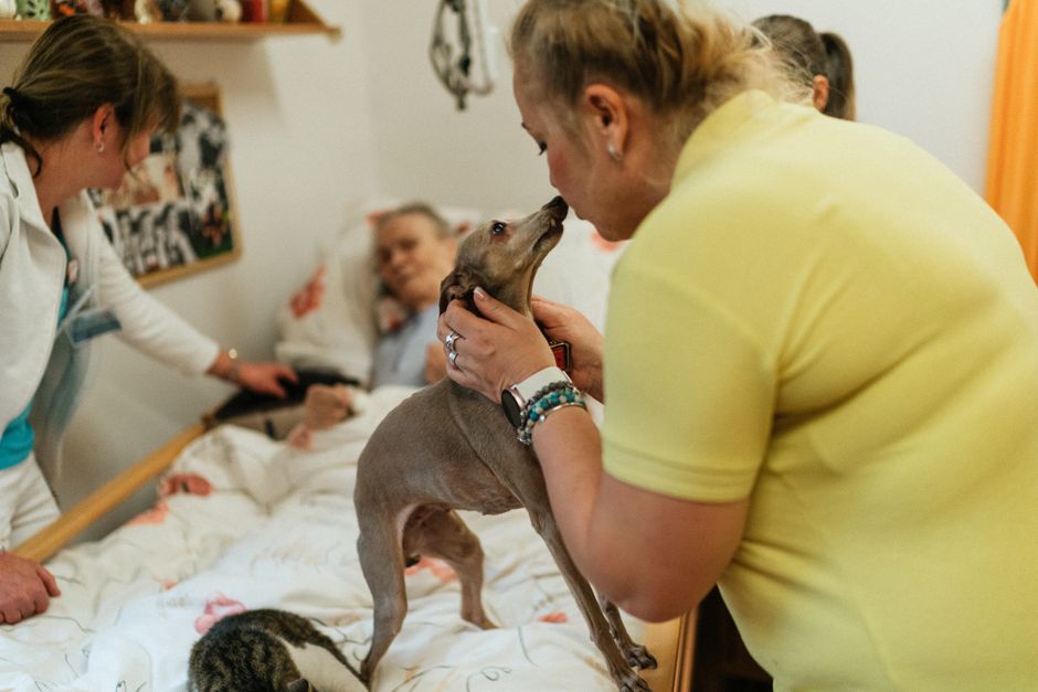 Should an Older Adult Foster a Cat Before Adopting?