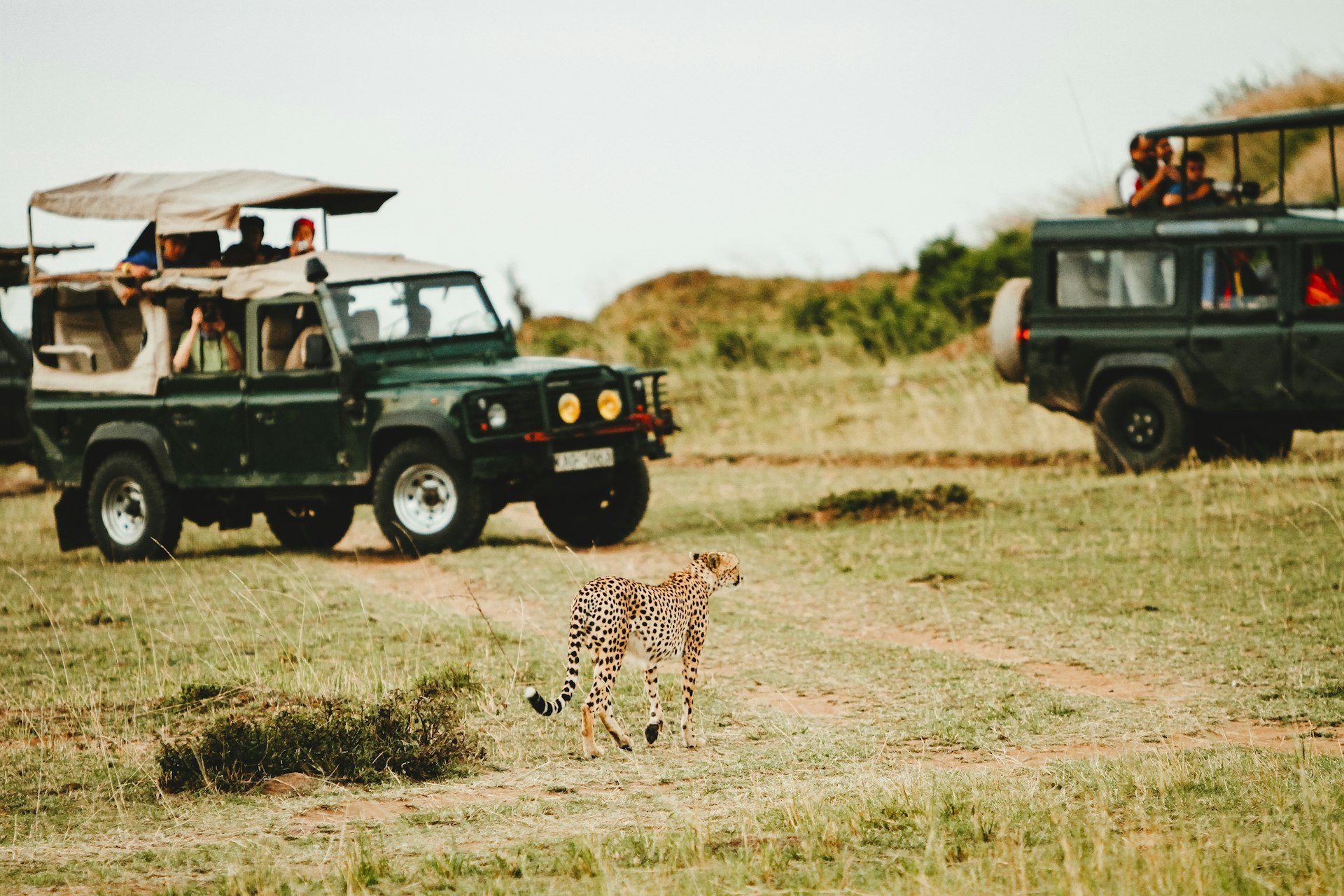 Transformative Wildlife Safari Conservation Adventures: Experience, Learn, and Contribute